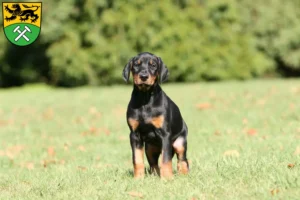 Mehr über den Artikel erfahren Dobermann Züchter und Welpen im Erzgebirge