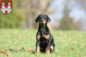 Mehr über den Artikel erfahren Dobermann Züchter und Welpen in Eschwege