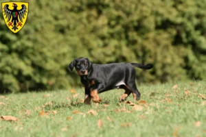 Mehr über den Artikel erfahren Dobermann Züchter und Welpen in Esslingen am Neckar