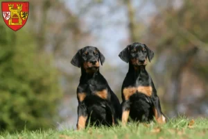 Mehr über den Artikel erfahren Dobermann Züchter und Welpen in Euskirchen
