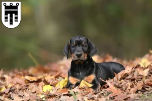 Mehr über den Artikel erfahren Dobermann Züchter und Welpen in Feldkirch