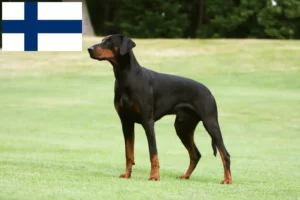 Mehr über den Artikel erfahren Dobermann Züchter und Welpen in Finnland