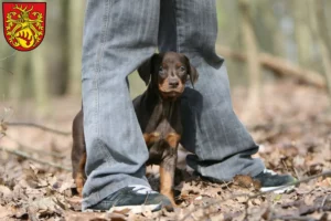 Mehr über den Artikel erfahren Dobermann Züchter und Welpen in Forst (Lausitz)