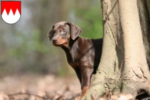 Mehr über den Artikel erfahren Dobermann Züchter und Welpen in Franken