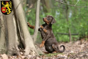 Mehr über den Artikel erfahren Dobermann Züchter und Welpen in Frankenthal (Pfalz)