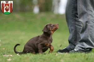 Mehr über den Artikel erfahren Dobermann Züchter und Welpen in Frankfurt (Oder)