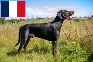Mehr über den Artikel erfahren Dobermann Züchter und Welpen in Frankreich