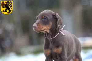 Mehr über den Artikel erfahren Dobermann Züchter und Welpen in Frechen