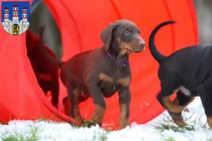 Mehr über den Artikel erfahren Dobermann Züchter und Welpen in Freiberg
