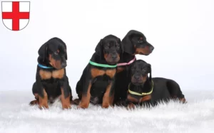 Mehr über den Artikel erfahren Dobermann Züchter und Welpen in Freiburg im Breisgau