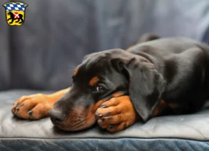 Mehr über den Artikel erfahren Dobermann Züchter und Welpen in Freising