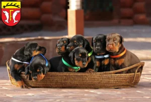 Mehr über den Artikel erfahren Dobermann Züchter und Welpen in Freudenstadt
