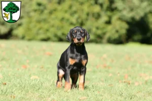 Mehr über den Artikel erfahren Dobermann Züchter und Welpen in Freyung
