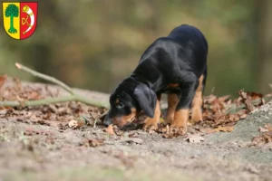 Mehr über den Artikel erfahren Dobermann Züchter und Welpen in Friedrichshafen