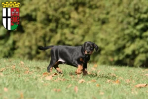 Mehr über den Artikel erfahren Dobermann Züchter und Welpen in Fulda