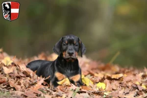 Mehr über den Artikel erfahren Dobermann Züchter und Welpen in Garmisch-Partenkirchen