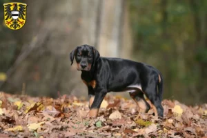 Mehr über den Artikel erfahren Dobermann Züchter und Welpen in Gelnhausen