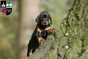 Mehr über den Artikel erfahren Dobermann Züchter und Welpen in Gelsenkirchen