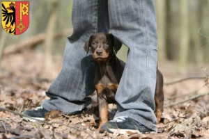 Mehr über den Artikel erfahren Dobermann Züchter und Welpen in Genf