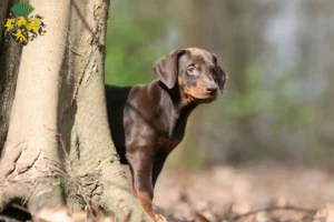 Mehr über den Artikel erfahren Dobermann Züchter und Welpen in Gera