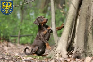 Mehr über den Artikel erfahren Dobermann Züchter und Welpen in Germersheim