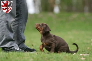 Mehr über den Artikel erfahren Dobermann Züchter und Welpen in Gießen
