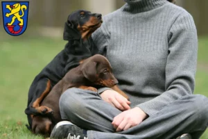 Mehr über den Artikel erfahren Dobermann Züchter und Welpen in Gifhorn