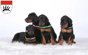 Mehr über den Artikel erfahren Dobermann Züchter und Welpen in Göppingen