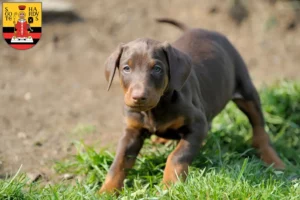 Mehr über den Artikel erfahren Dobermann Züchter und Welpen in Gotha