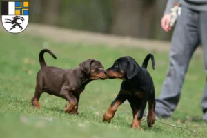 Mehr über den Artikel erfahren Dobermann Züchter und Welpen in Graubünden
