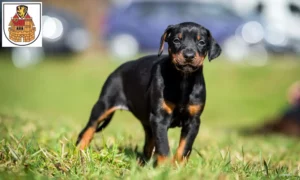 Mehr über den Artikel erfahren Dobermann Züchter und Welpen in Greiz