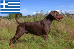 Mehr über den Artikel erfahren Dobermann Züchter und Welpen in Griechenland