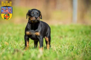 Mehr über den Artikel erfahren Dobermann Züchter und Welpen in Groß-Gerau