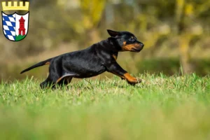 Mehr über den Artikel erfahren Dobermann Züchter und Welpen in Günzburg