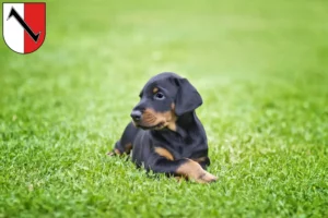 Mehr über den Artikel erfahren Dobermann Züchter und Welpen in Halberstadt