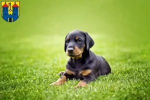 Mehr über den Artikel erfahren Dobermann Züchter und Welpen in Haldensleben