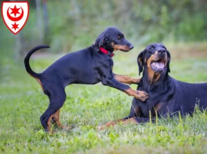 Mehr über den Artikel erfahren Dobermann Züchter und Welpen in Halle (Saale)