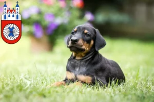 Mehr über den Artikel erfahren Dobermann Züchter und Welpen in Hameln