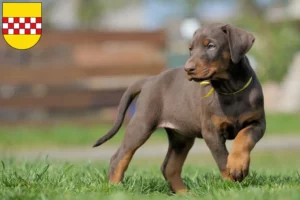 Mehr über den Artikel erfahren Dobermann Züchter und Welpen in Hamm