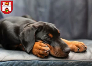 Mehr über den Artikel erfahren Dobermann Züchter und Welpen in Hannover