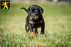Mehr über den Artikel erfahren Dobermann Züchter und Welpen in Heidelberg