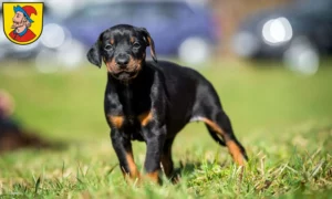Mehr über den Artikel erfahren Dobermann Züchter und Welpen in Heidenheim an der Brenz