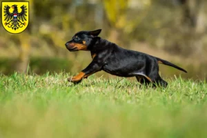 Mehr über den Artikel erfahren Dobermann Züchter und Welpen in Heilbronn