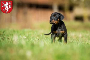 Mehr über den Artikel erfahren Dobermann Züchter und Welpen in Heinsberg