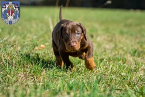 Mehr über den Artikel erfahren Dobermann Züchter und Welpen in Helmstedt