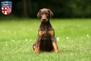 Mehr über den Artikel erfahren Dobermann Züchter und Welpen in Heppenheim (Bergstraße)