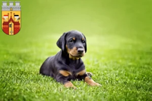 Mehr über den Artikel erfahren Dobermann Züchter und Welpen in Herford