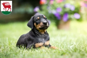 Mehr über den Artikel erfahren Dobermann Züchter und Welpen in Herzberg (Elster)