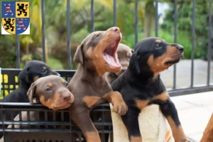 Mehr über den Artikel erfahren Dobermann Züchter und Welpen in Hildburghausen