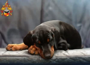Mehr über den Artikel erfahren Dobermann Züchter und Welpen in Hildesheim